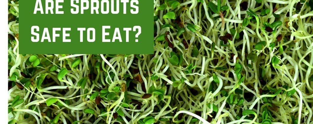 Are Sprouts Safe to Eat__opt.jpg