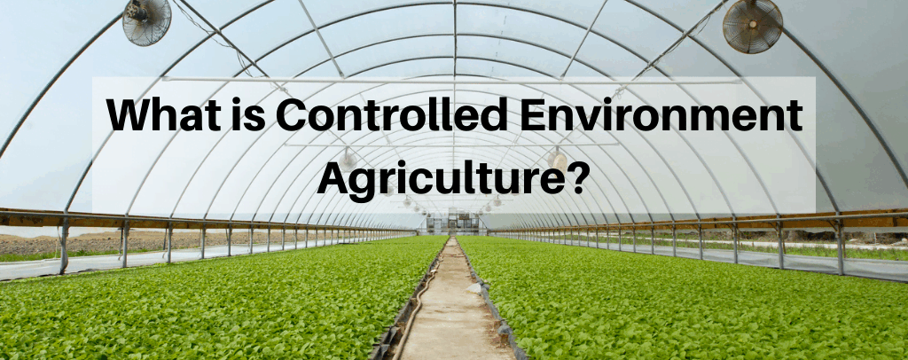 Growing in New Ways with Controlled Environment Agriculture