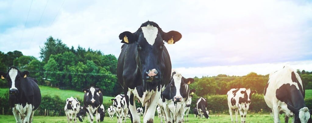 A Little Q&A on CRISPR Cows