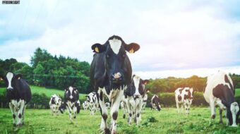 A Little Q&A on CRISPR Cows
