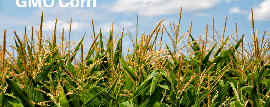 Supporting and Sustaining Our Food Supply: The Benefits of GMO Corn