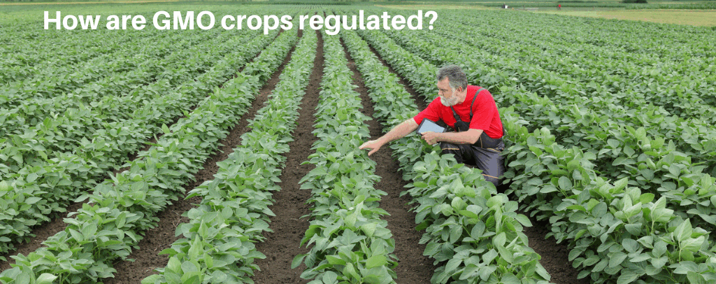 GMO Crops: Safety, Regulation and Sustainability Insights