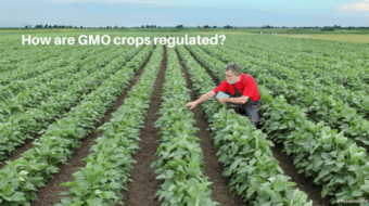 GMO Crops: Safety, Regulation and Sustainability Insights