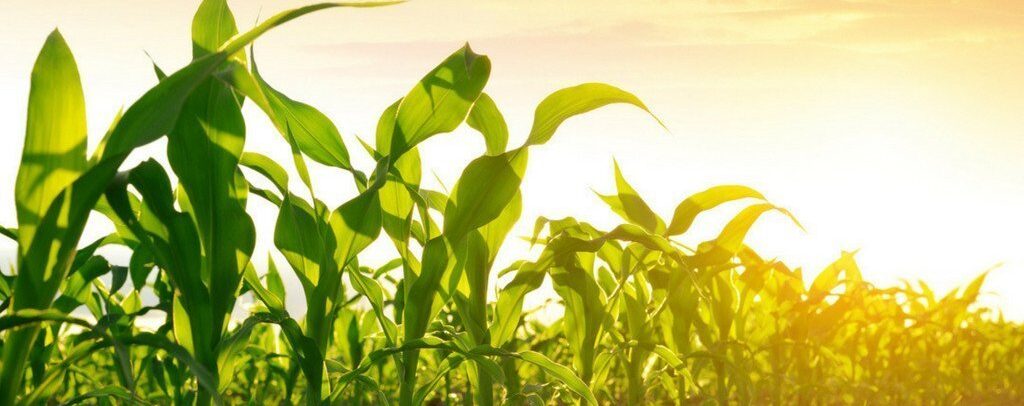 GMO research_0.jpg