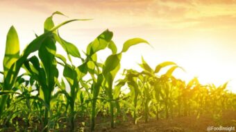 GMO research_0.jpg