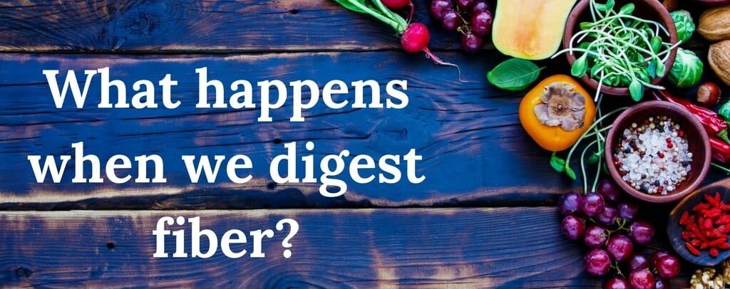 How does our body digest fiber__opt.jpg