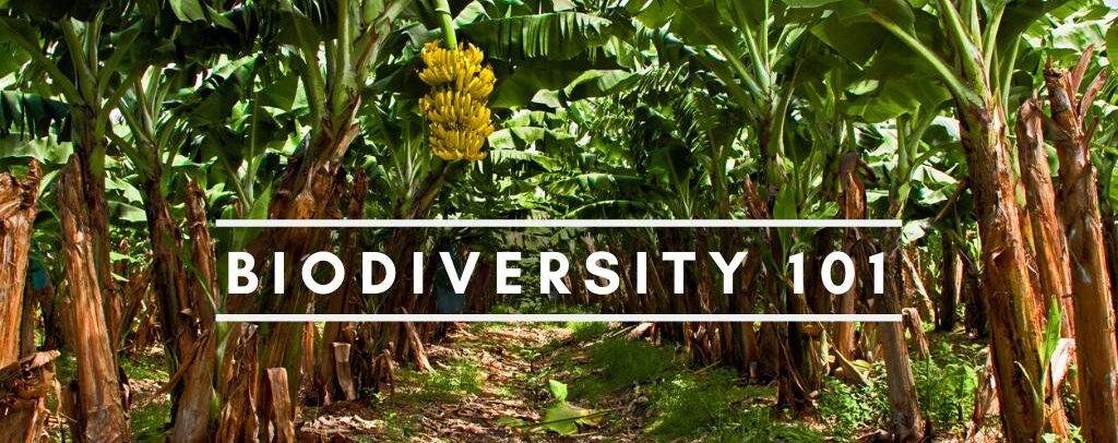 Biodiversity 101