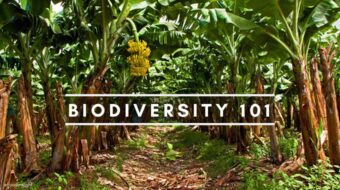 Biodiversity 101