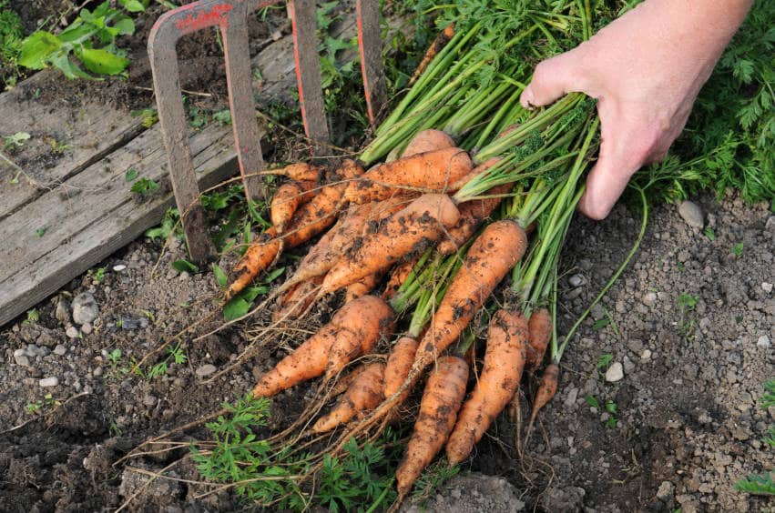 vegetable-soil-nutrients