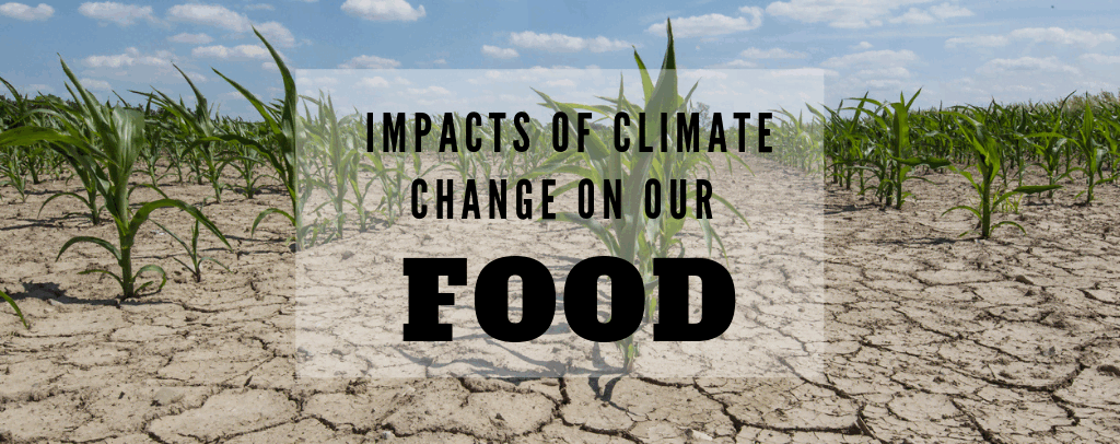 What You Need to Know About Climate Change and Our Food