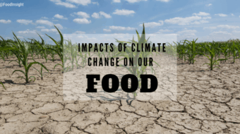 What You Need to Know About Climate Change and Our Food
