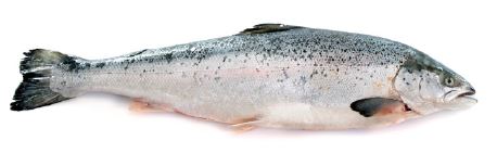 healthy fats fish