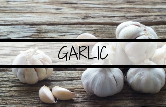 Garlic