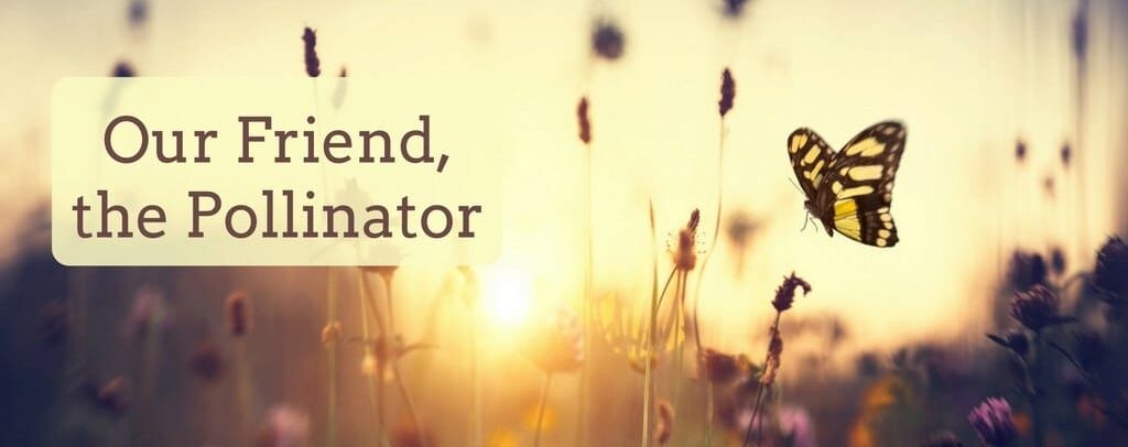pollinator header_0.jpg