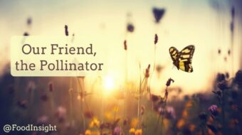 pollinator header_0.jpg