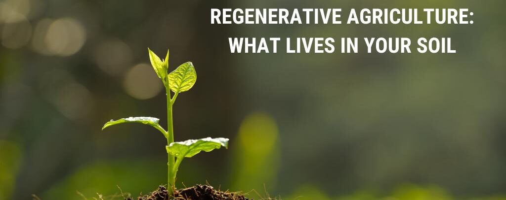 The Little Guys of Regenerative Agriculture