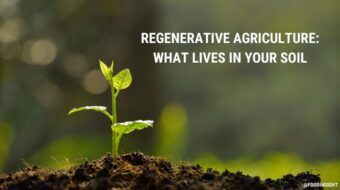 The Little Guys of Regenerative Agriculture