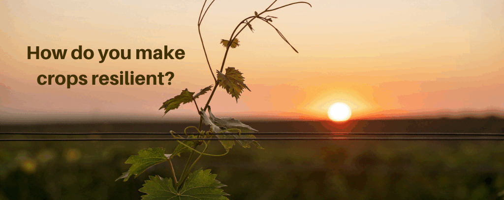 What Are Resilient Crops?