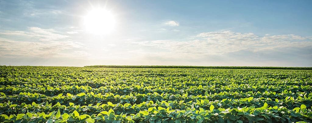 soybean-field.jpg