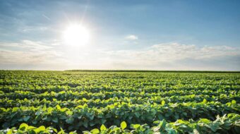 soybean-field.jpg