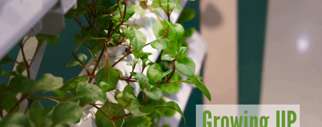 Growing Upwards: Q & A on Vertical Farming