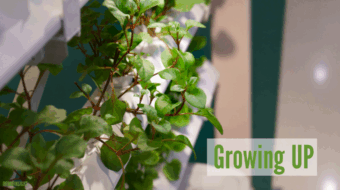 Growing Upwards: Q & A on Vertical Farming